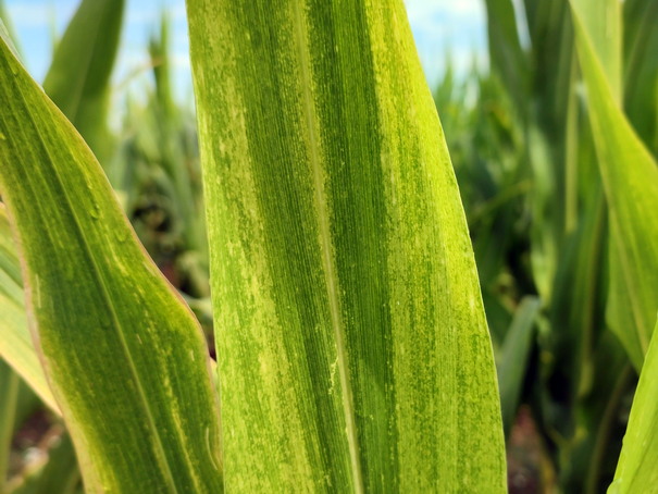 Izraen simptom manjka cinka na kukuruzu