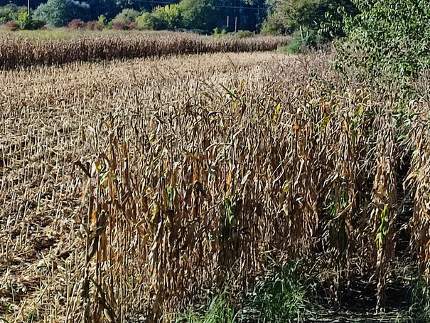 Kukuruz na lakom pjskovitom tlu